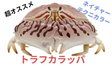 네이처 테크니컬러 바닷가 생물 트라프카라파