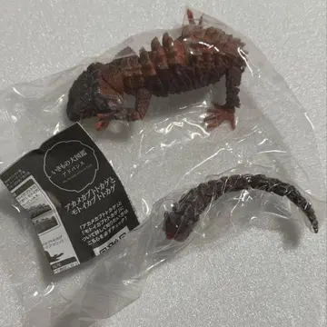 생물대도감 모토이 가부토 도마뱀