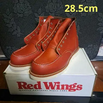 레드윙 8875 아이리쉬 세터 개택