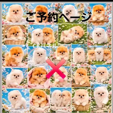 초레어 포메라니안, 파피용, 요키, 시바견, 치와와, 퍼그 패널 원단