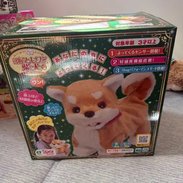 방 친구 강아지 시바견