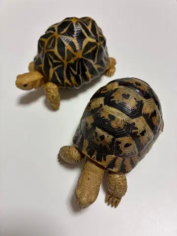 BANDAI 거북이 캡슐 토이