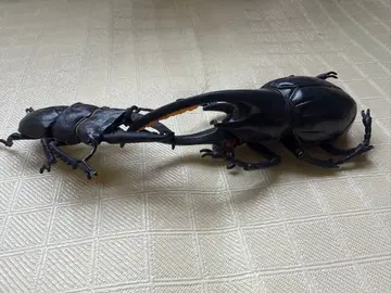 실물 크기 헤라클레스 장수풍뎅이 & 큰사슴벌레 세트