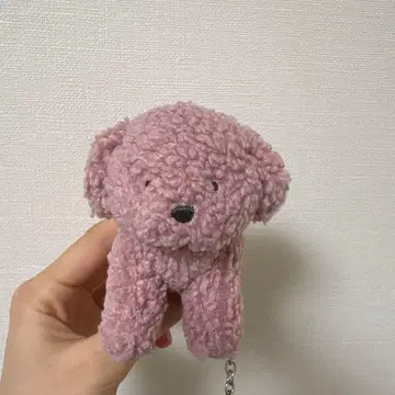 젤라또피케 푸들 참