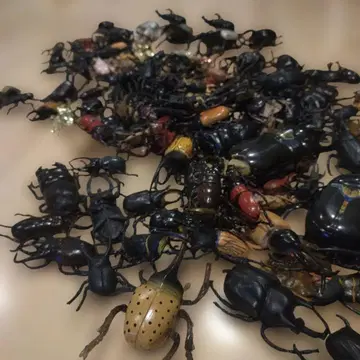 곤충 피규어 세트 다색 플라스틱제