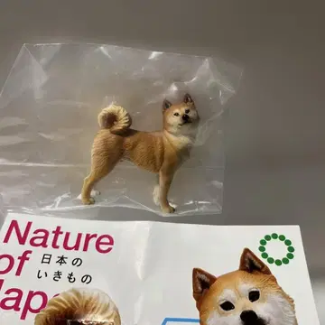 네이처 테크니컬러 일본의 생물 시바견