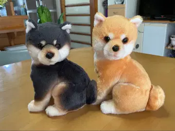 시바견 봉제 인형 블랙과 브라운 2색 세트