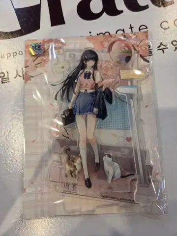 한국 한정판 명조 Galaxy 스토어 팝업 아크릴 스탠드 치사키