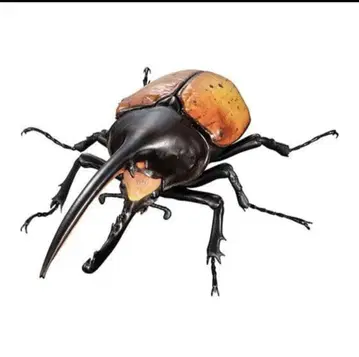 새상품 헤라클레스 에콰토리아누스 생물대도감 어드밴스 곤충 생물