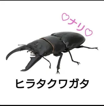 넓적사슴벌레 생물대도감 사슴벌레 06 곤충 생물 가챠