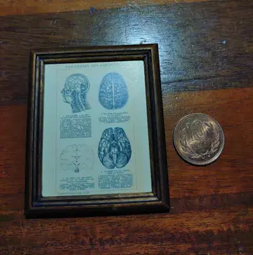 1/6 해부도 회화 피규어