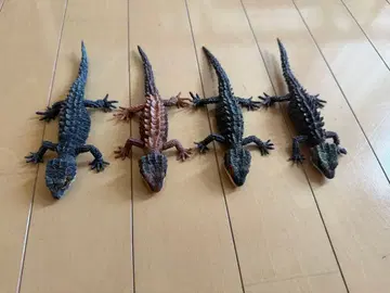 생물대도감 어드밴스 아카메가부토 도마뱀 모토이카부토 도마뱀 컴프