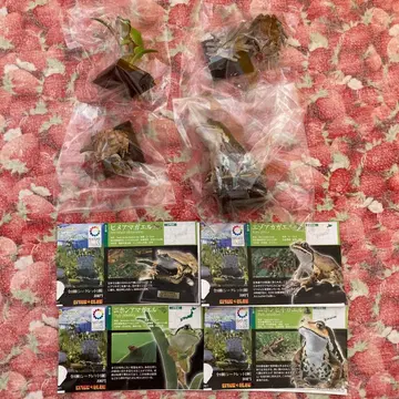 네이처 테크니컬러 일본 개구리 구판 4종 세트