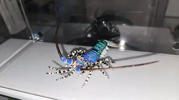 네이처 테크니컬러 일본의 생물 니시키에비