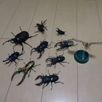 생물 대도감 묶음 판매 낱개 판매 가능