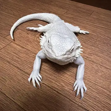 화이트 수염도마뱀 피규어