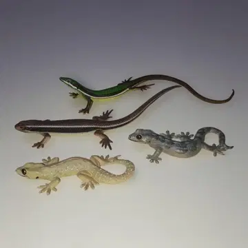 네이처 테크니컬러, 도마뱀, 도마뱀