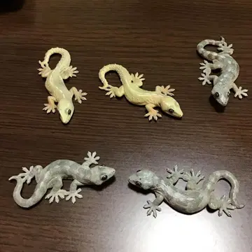 네이처 테크니컬러 일본 도마뱀 볼주머니 도마뱀 5개