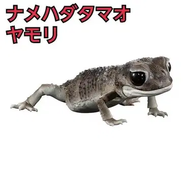 [ 새상품 ] 생물대도감 매끈한꼬리도마뱀붙이