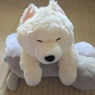 축 늘어진 사모예드 군 누워있음