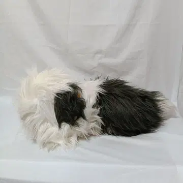 올드 잉글리시 쉽독 나카지마 코퍼레이션