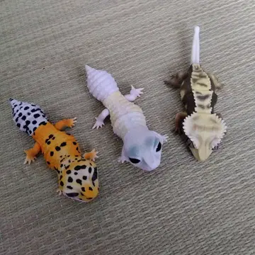 생물대도감 쁘띠 레오파드게코 외