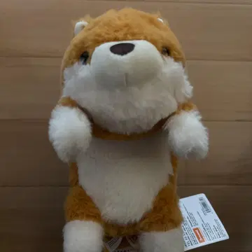 푼바르즈 라운드숄더 시바견