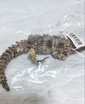 생물대도감 어드밴스 아르마딜로 도마뱀 모자이크 온라인 가챠