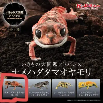 생물대도감 어드밴스 나메하다타마오 도마뱀 레드 미개봉 미조립