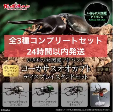 [온라인판] 생물대도감 어드밴스 코카서스장수풍뎅이 전 3종 세트