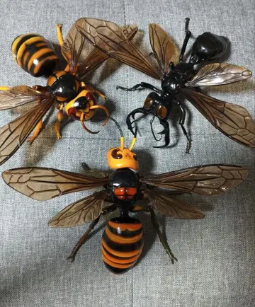 생물대도감 어드밴스 말벌 02 3종