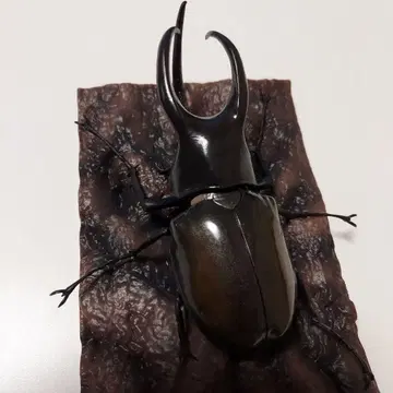 모렌캄프 오오카부토 생물대도감 투구벌레 10 받침대 포함 새상품