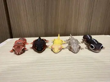 생물대도감 렙티 5세트