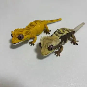 생물대도감 쁘띠 크레스티드 게코