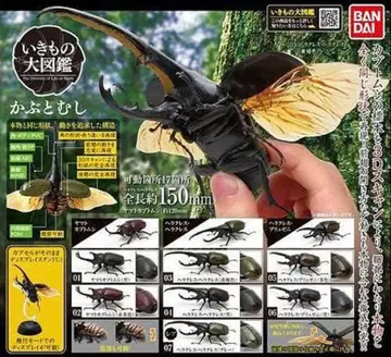 생물대도감 딱정벌레 헤라클레스 헤라클레스(블랙)