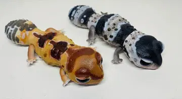 생물대도감 렙티 니시아프리카도마뱀붙이 2종