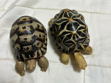 반다이 가샤폰 피규어 생물대도감 인도별거북 그리스육지거북