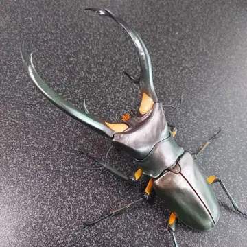 에라푸스 호소아카 사슴벌레 그린 생물대도감 어드밴스 미개봉 새상품