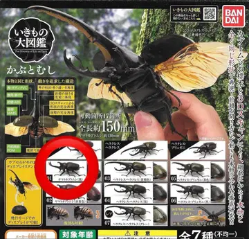 야마토 장수풍뎅이 블랙 생물대도감 장수풍뎅이 가챠