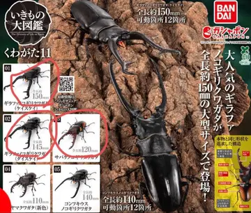 생물대도감 사슴벌레 11