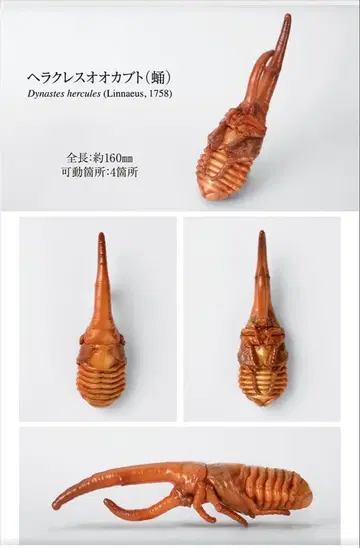 생물대도감 장수풍뎅이10 온라인판 헤라클레스 장수풍뎅이 (번데기)