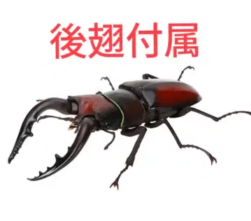 톱사슴벌레 ( 본토 ) 갈색 생물대도감 사슴벌레06 깃털 부품 포함