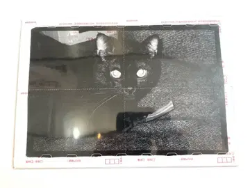 R 사진 [ Black Cat ] 스티커 포스터