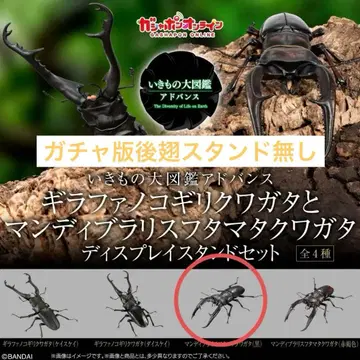 생물대도감 어드밴스 맨디브라리스 후타마타 사슴벌레 (블랙)