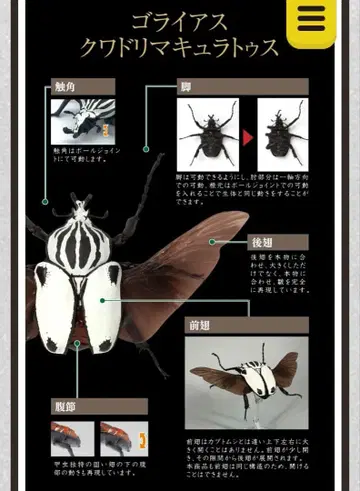 새상품 미개봉 생물대도감 장수풍뎅이04 고라이아스 콰드리마쿨라투스