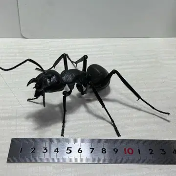 생물대도감 검은큰개미