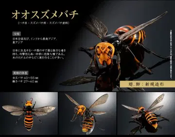 생물대도감 어드밴스 말벌 01 오오말벌