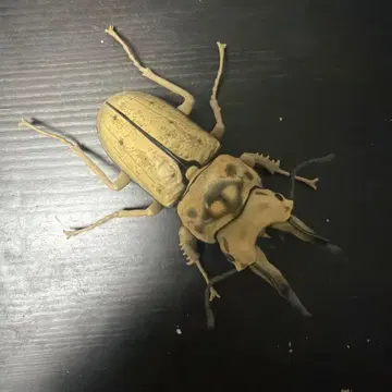 생물대도감 모세리 황금뿔 사슴벌레