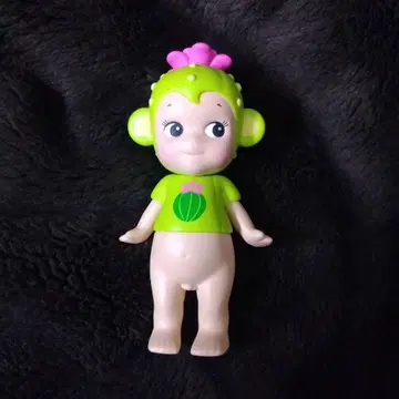 소니엔젤 캑터스 선인장 원숭이