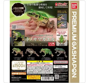 생물대도감 어드밴스 참개구리